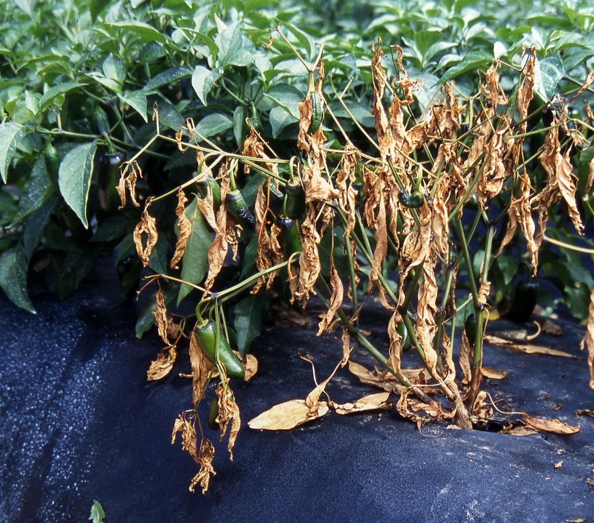 Phytophthora Blight in Peppers Phytophthora Blight: The Silent Root Killer in peppers
