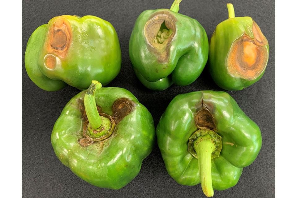 Anthracnose in Peppers: Home Garden Issue Anthracnose: Fruit Rot in the Home Garden in peppers