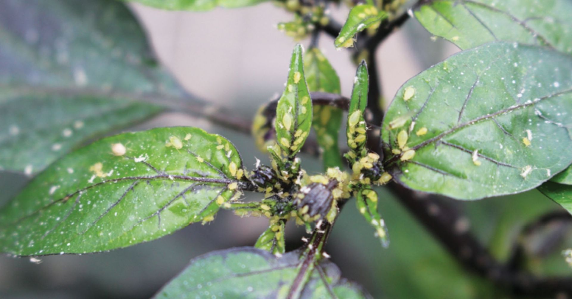 Effective Pest Control for Green Peach Aphids pepper pest control Green Peach Aphids