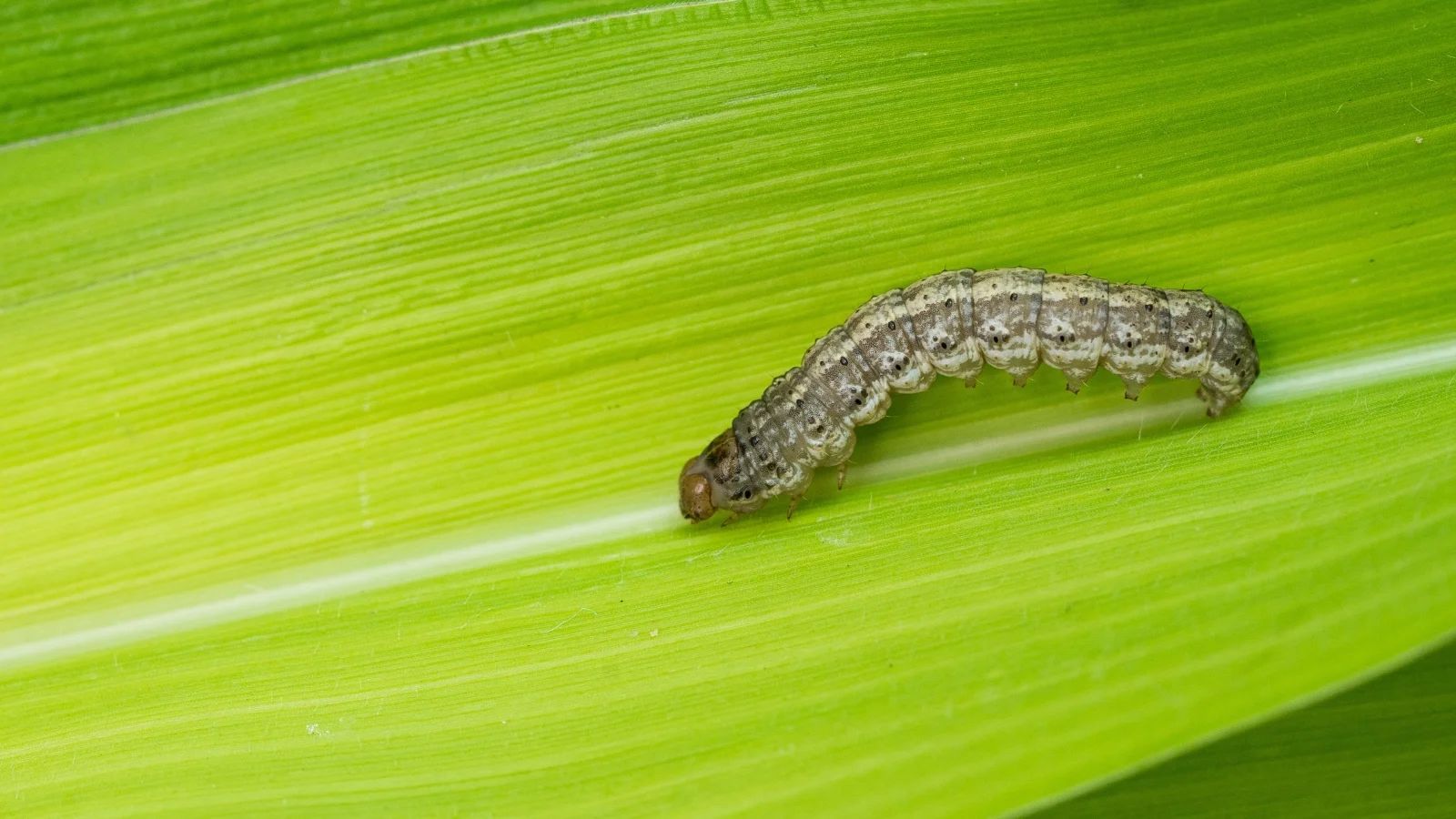 Effective Pest Control for Corn Earworms & Borers pepper pest control Corn Earworms and European Corn Borers: Devastating Fruit Damage