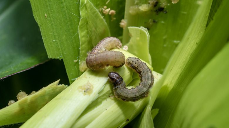 Effective Armyworm Control for Pepper Plants pepper pest control Armyworms: The Leaf-Eating Caterpillars