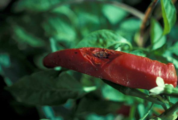 Organic Pepper Disease Control: Anthracnose organic pepper disease control Anthracnose