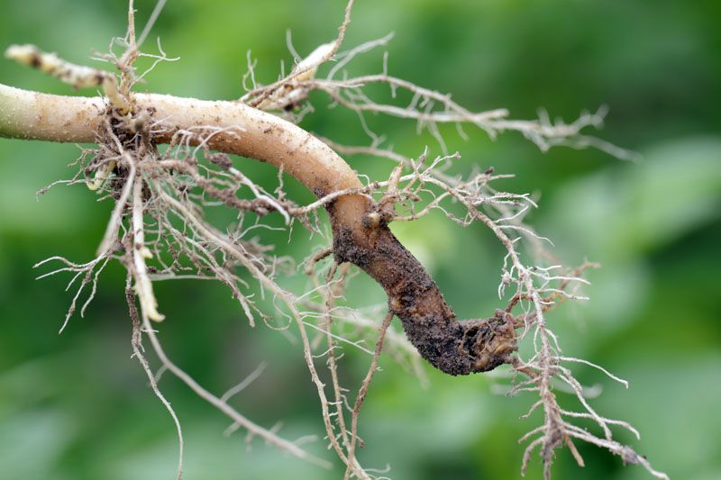 Organic Pepper Disease Control: Root Rots organic pepper disease control Root rots