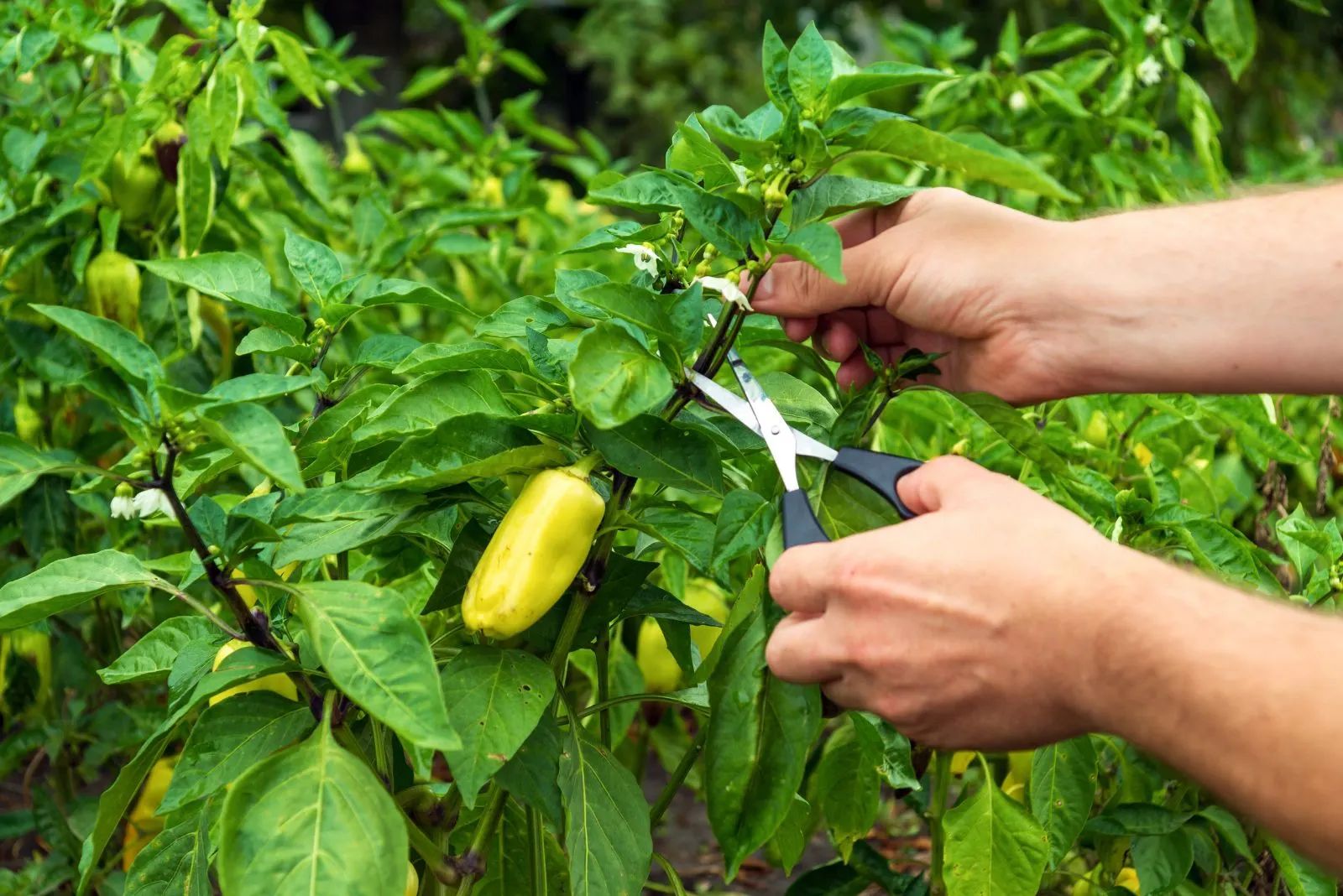 Optimal Pruning Techniques for Pepper Plants Reading Your Plants: When Pruning Helps Most in peppers