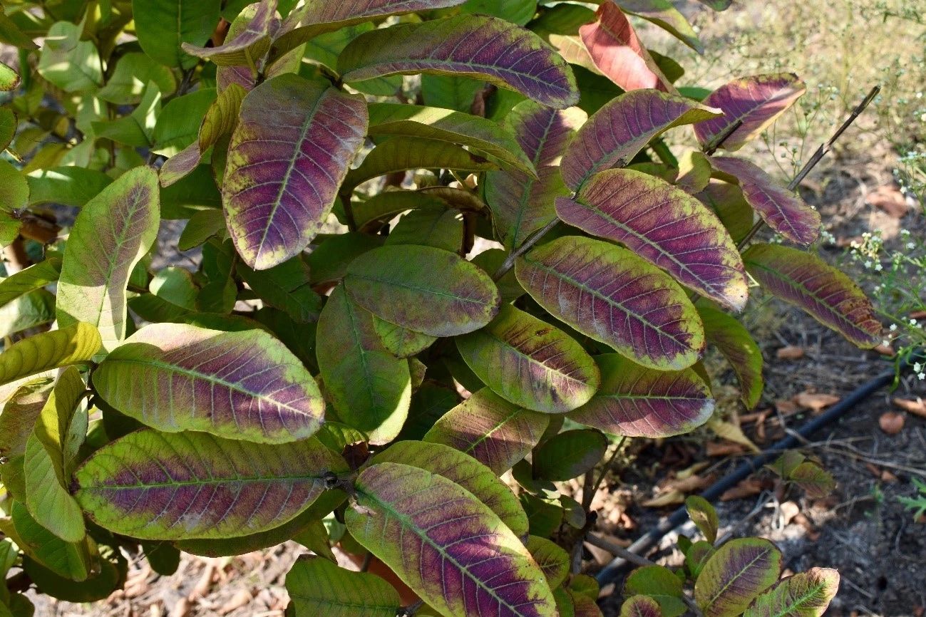 pepper nutrient deficiency Phosphorus Deficiency: The Silent Saboteur of Root and Flower Development