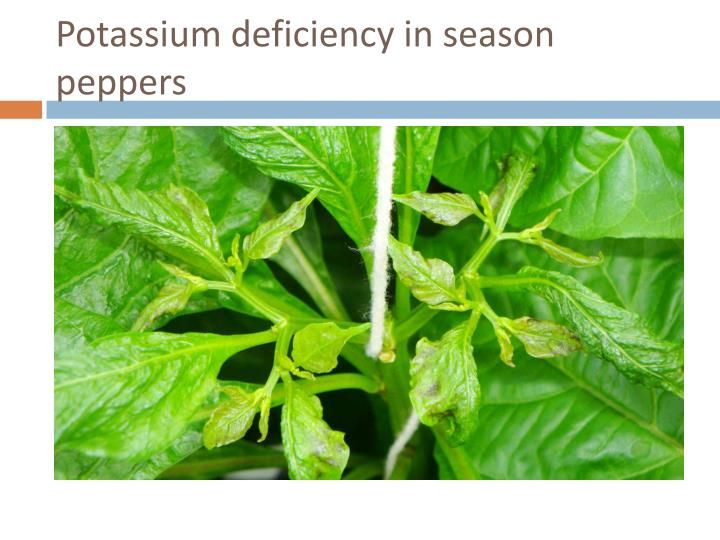 pepper nutrient deficiency Potassium Deficiency: The Fruit Quality Killer