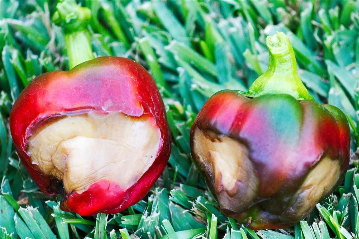 Calcium Deficiency: The Blossom End Rot That Ruins Peppers