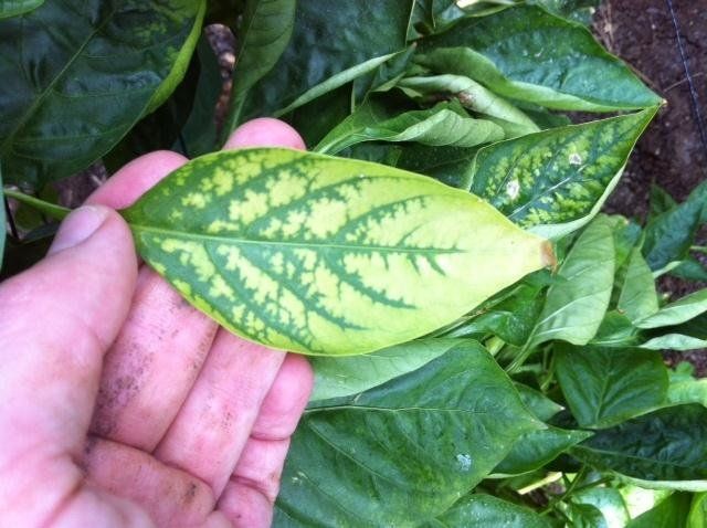  pepper nutrient deficiency Magnesium Deficiency: The Creeping Chlorosis