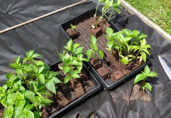 Special Situations: Leggy and Weak Seedlings