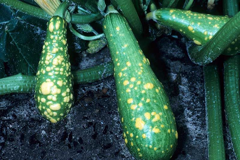 Virus Diseases (Zucchini Yellow Mosaic Virus)