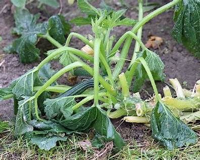 zucchini disease prevention))) Bacterial Wilt