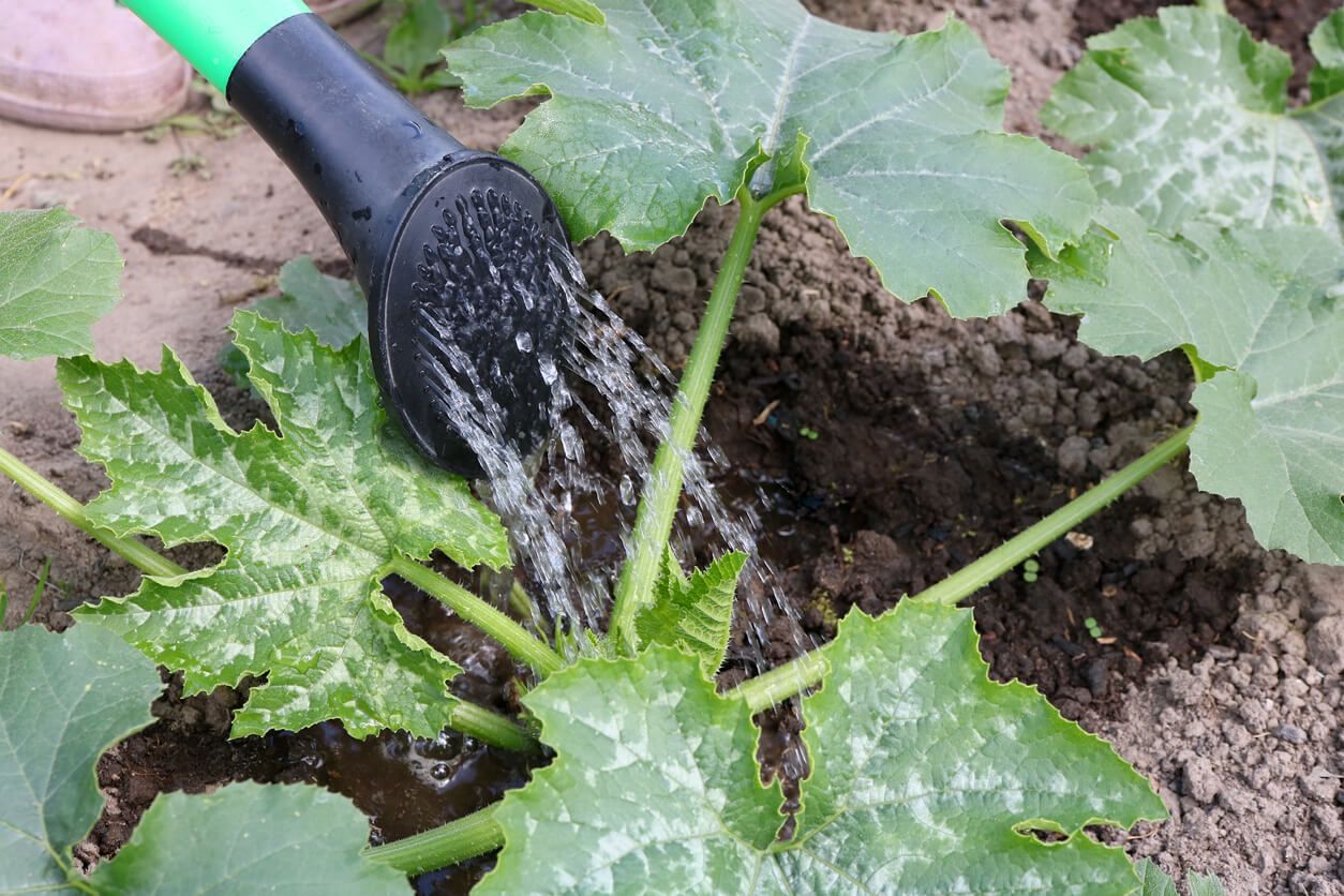 When to Water: Timing for Maximum Success in zucchini