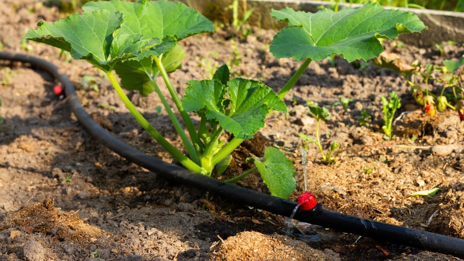 Why Water is Everything for Zucchini
