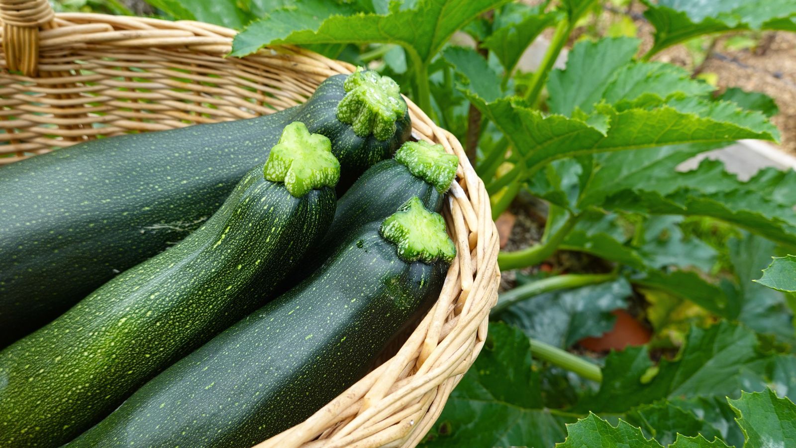 how to harvest zucchini The Ideal Harvest Size