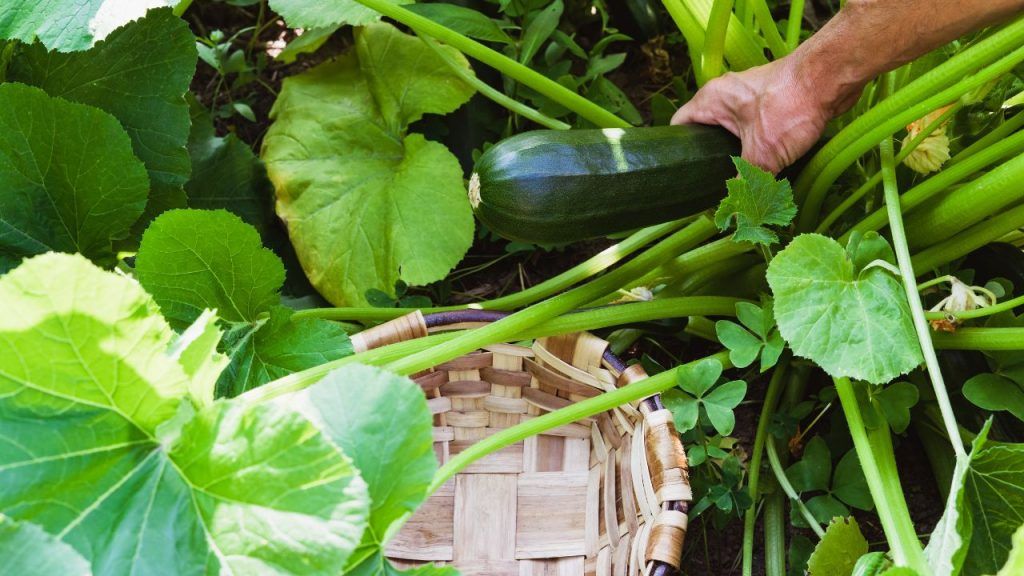 How to Harvest Zucchini: Master the Timing and Technique introduction