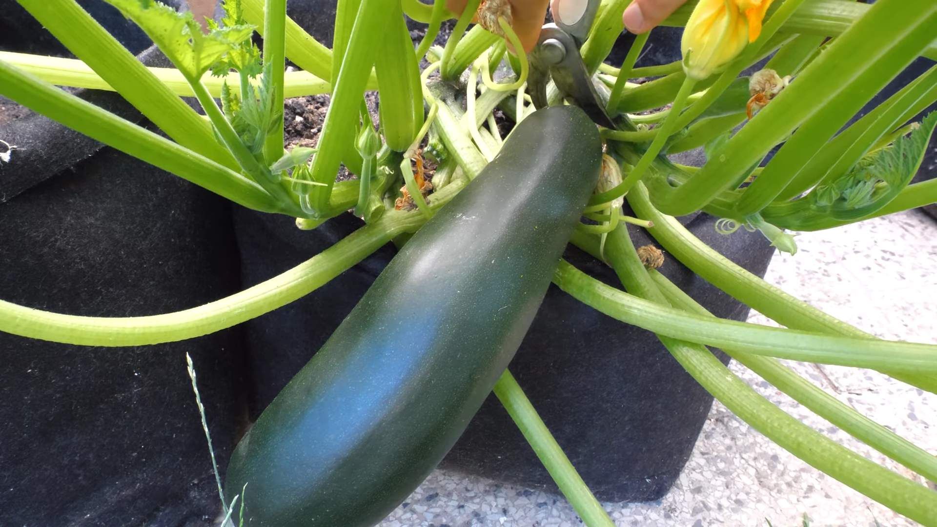 The Correct Cutting Method in zucchini