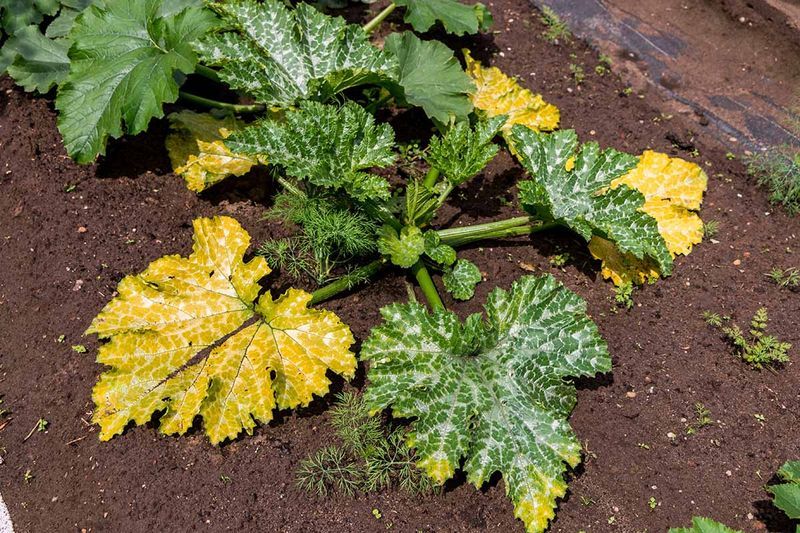 Common Zucchini Fertilizer Mistakes to Avoid  Too Much Nitrogen and What Happens