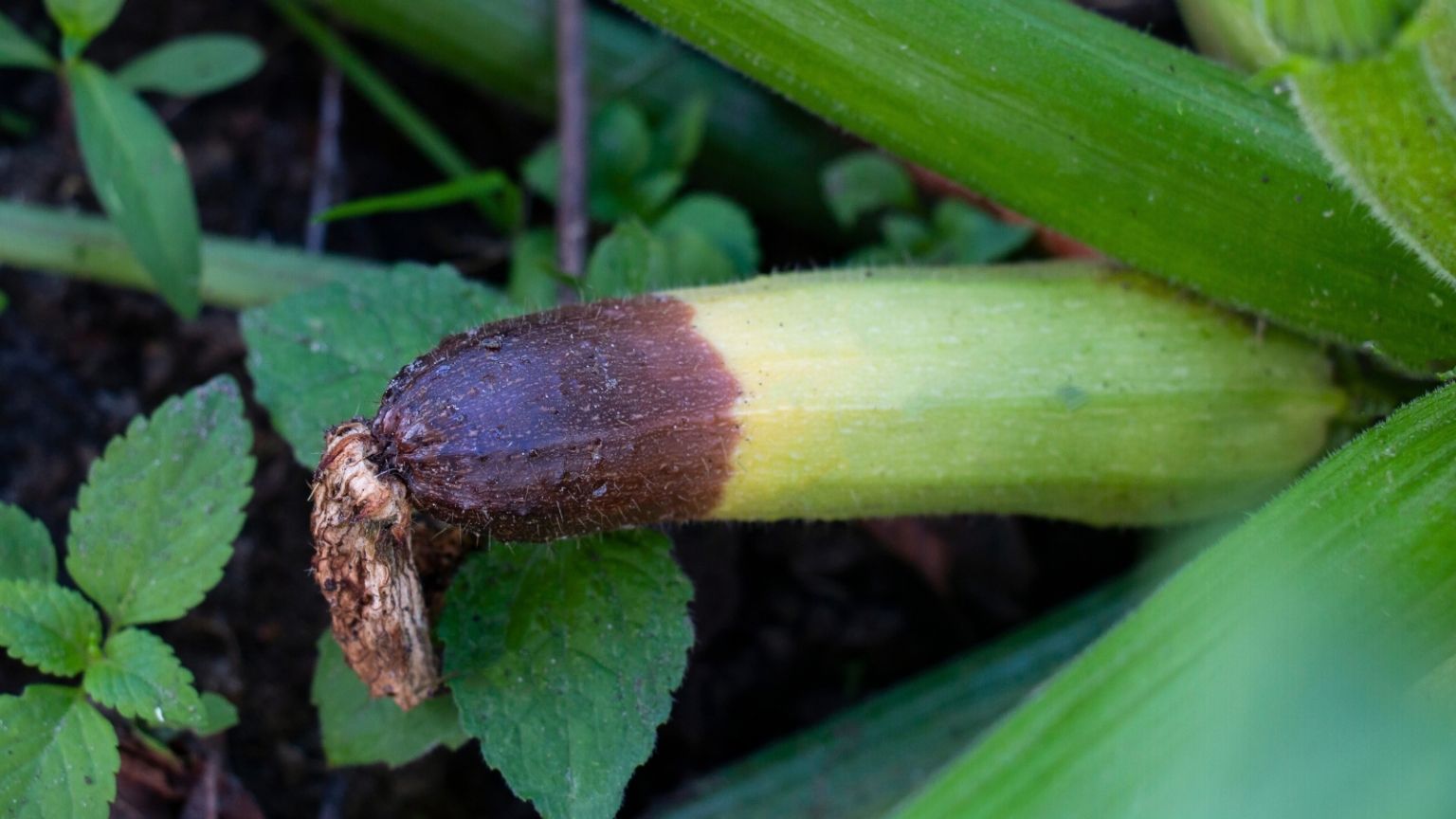 Zucchini Blossom End Rot Due to Calcium Deficiency Calcium Deficiency and Blossom End Rot in zucchini
