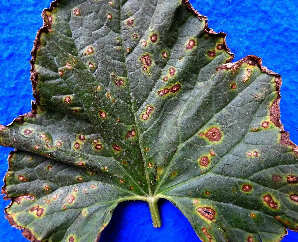 Alternaria Leaf Blight on Zucchini Plants Alternaria Leaf Blight (Brown Halos) in zucchini