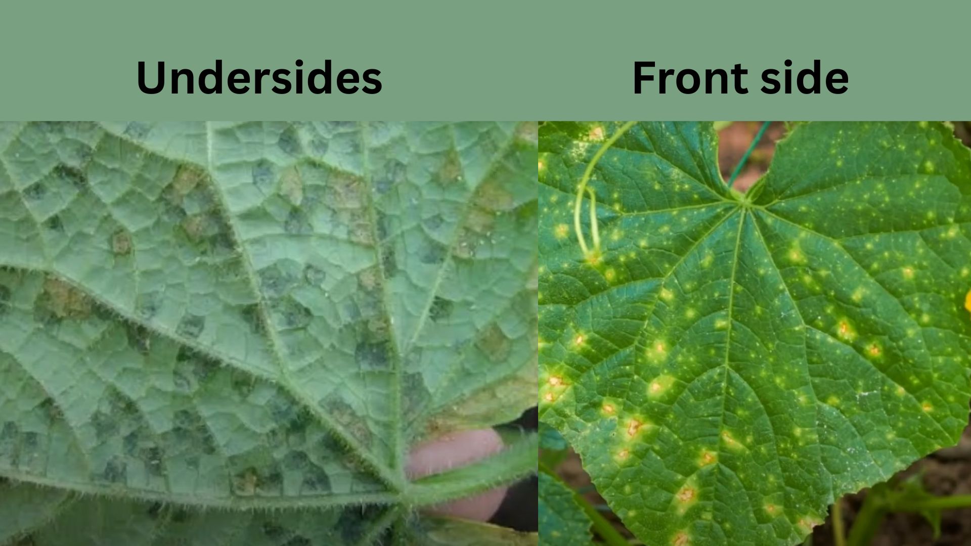 Zucchini Downy Mildew Symptoms zucchini Downy Mildew (Yellow Spots with Gray Undersides)