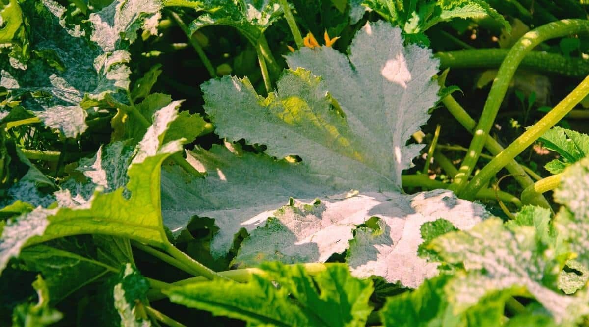 Zucchini with Powdery Mildew Disease zucchini Powdery Mildew (White Powdery Dust)