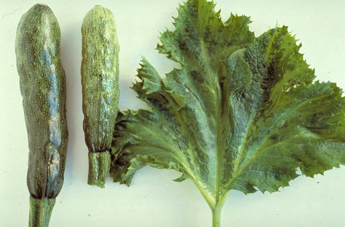 Identifying Zucchini Yellow Mosaic Virus Zucchini Yellow Mosaic Virus Identification