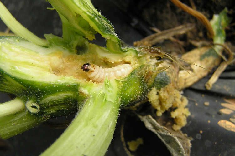 Squash Vine Borers Infesting Zucchini Squash Vine Borers in zucchini
