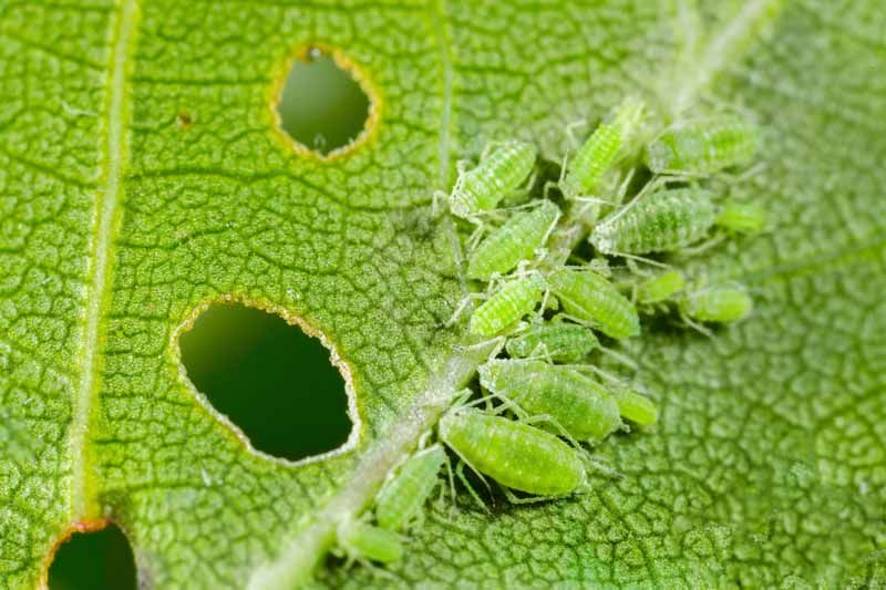Aphids Infesting Zucchini Plants Aphids in zucchini