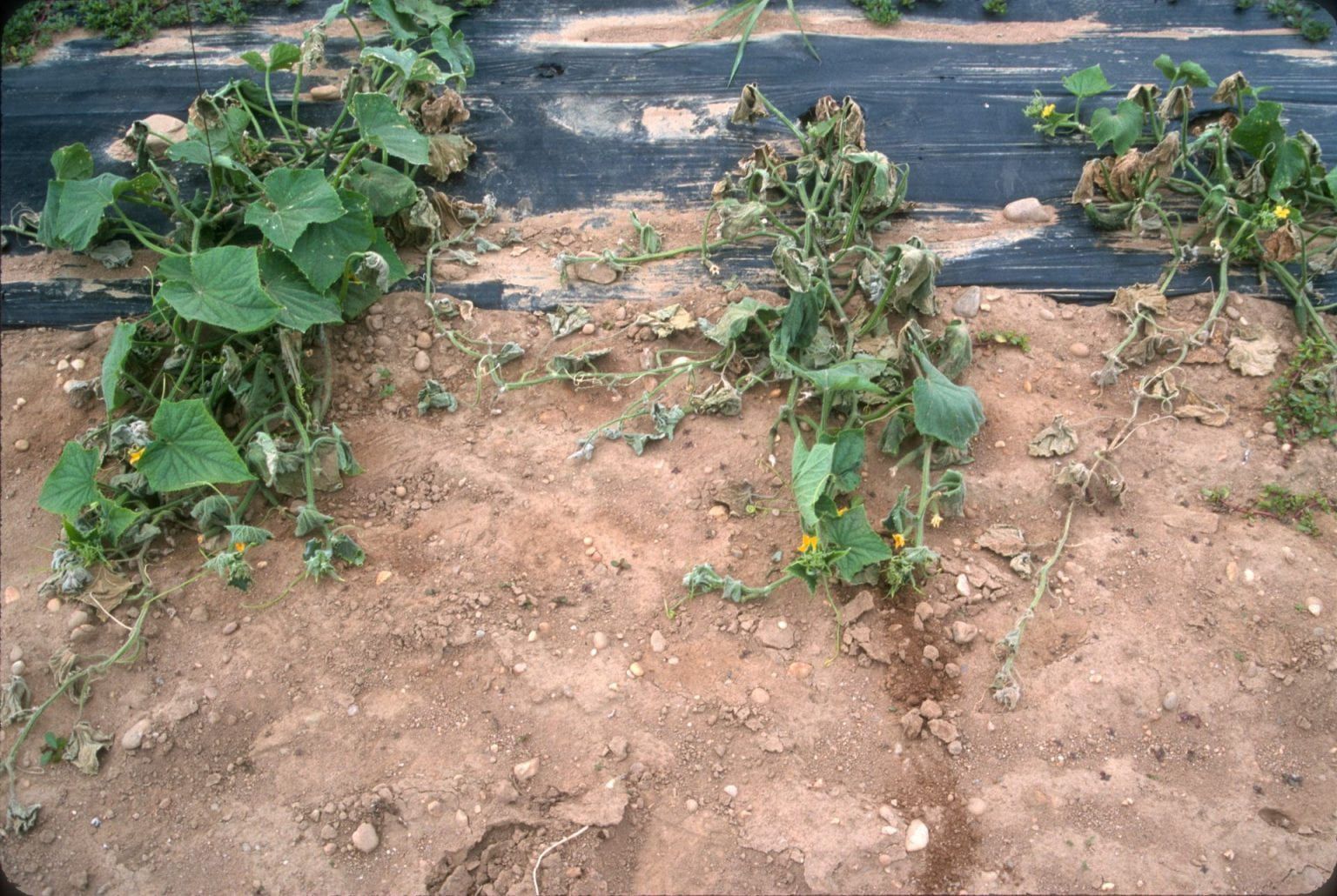 Bacterial Wilt in Zucchini Plants Bacterial Wilt in zucchini