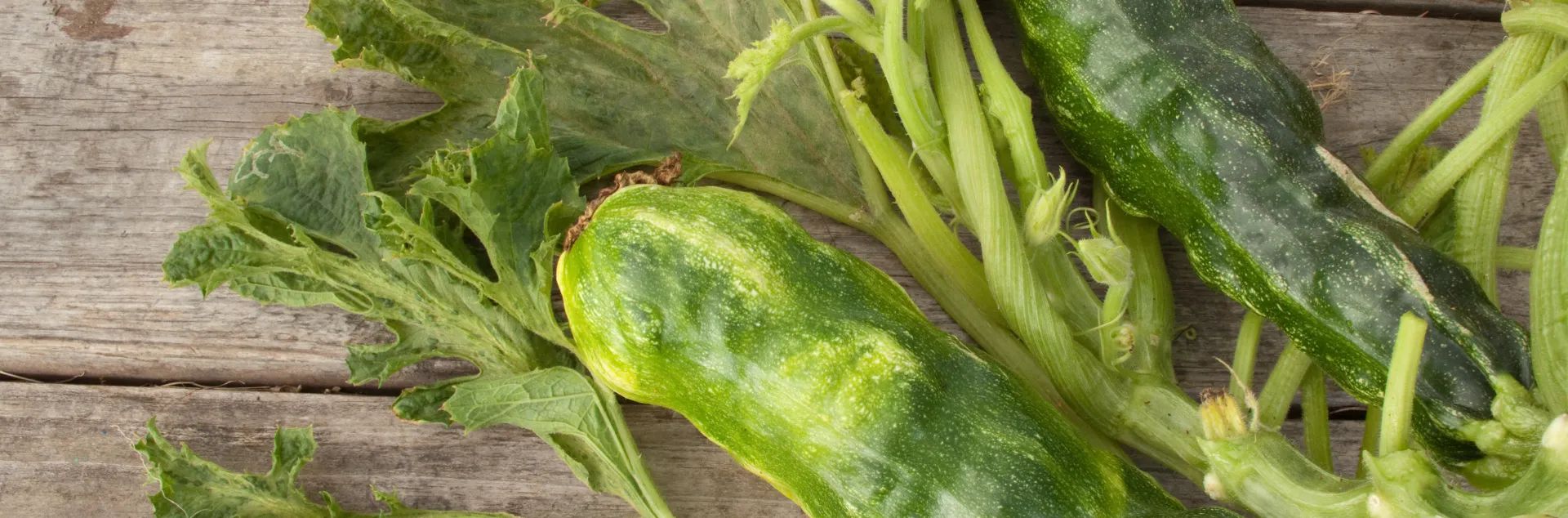 Zucchini Yellow Mosaic Virus Overview Zucchini Yellow Mosaic Virus