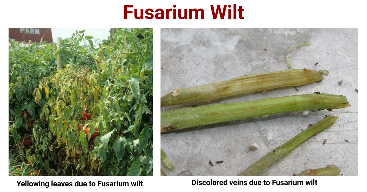 Zucchini Wilt Disease: Fusarium vs. Verticillium Fusarium and Verticillium Wilt in zucchini