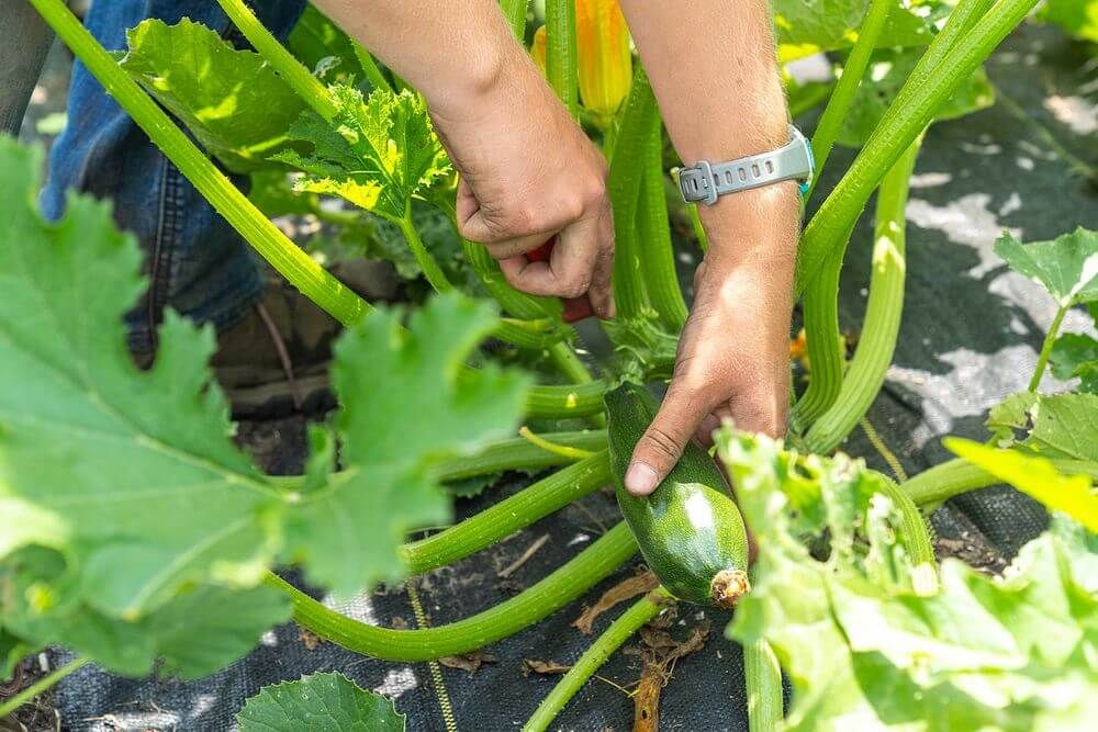 Why Zucchini Needs Pruning