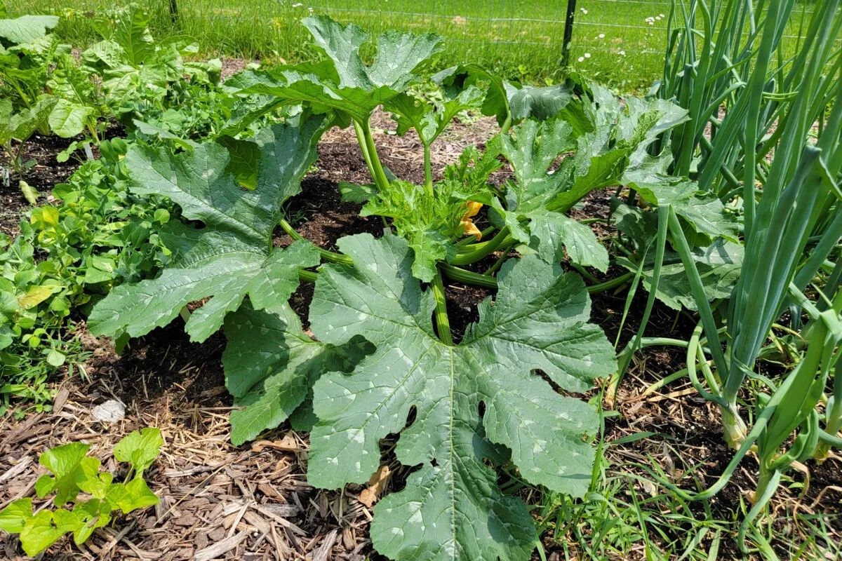 Major Nutrient 1: Nitrogen (The Most Common Deficiency) in zucchini
