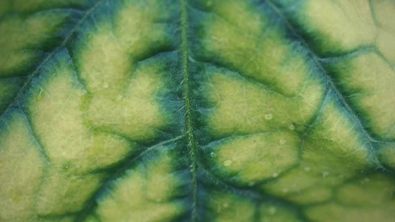 Major Nutrient 2: Phosphorus (The Flower and Root Nutrient) in zucchini