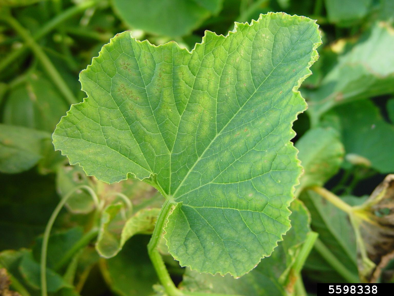 Iron and Magnesium defficiency (Interveinal Chlorosis) in zucchini