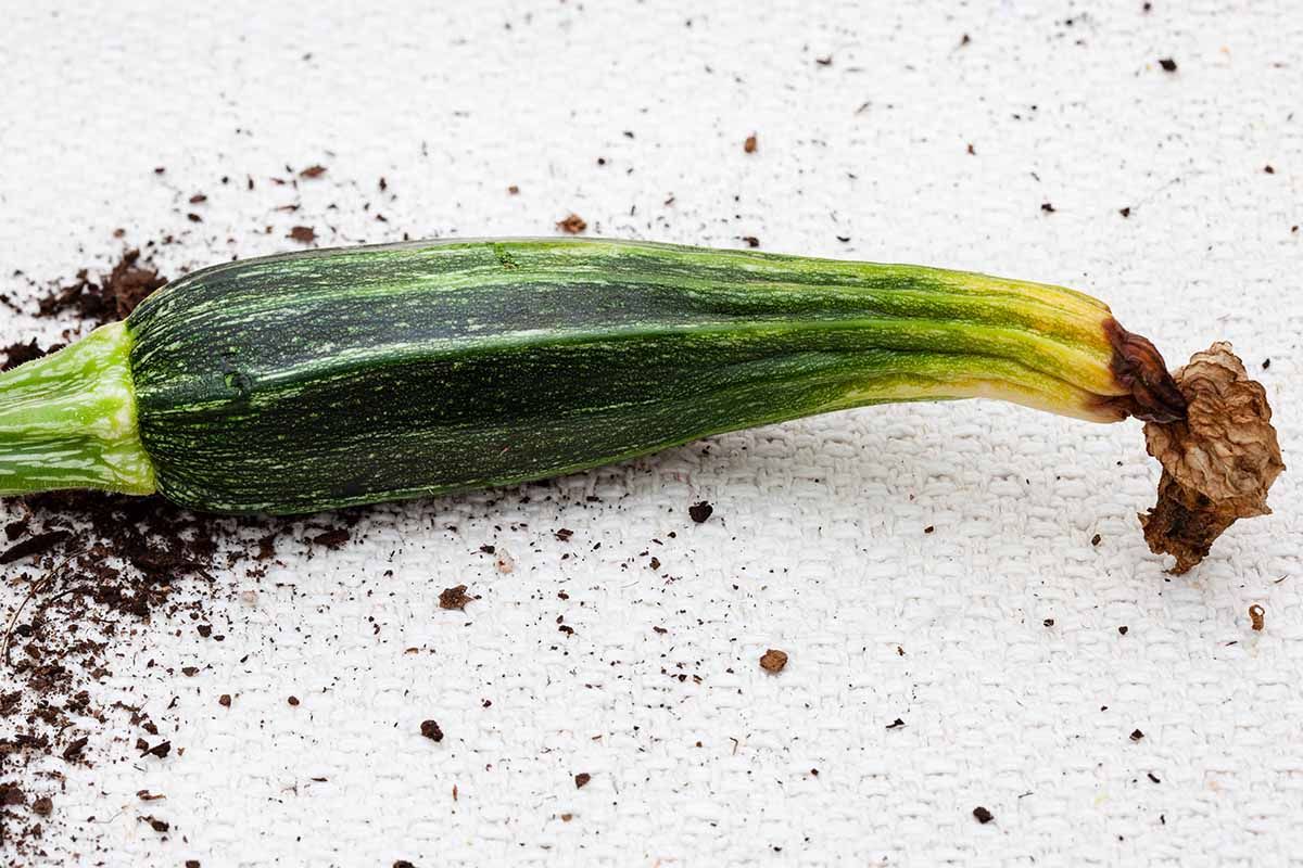 Calcium and Blossom End Rot (The Visible Deficiency) in zucchini