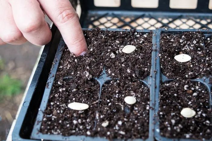 Planting Zucchini Seedlings vs Seeds