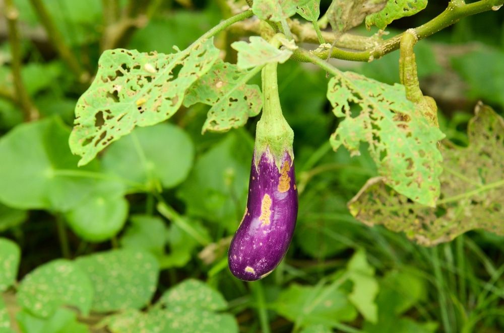 Organic Pest Management for Eggplants Common Pests and Organic Disease Management in eggplant