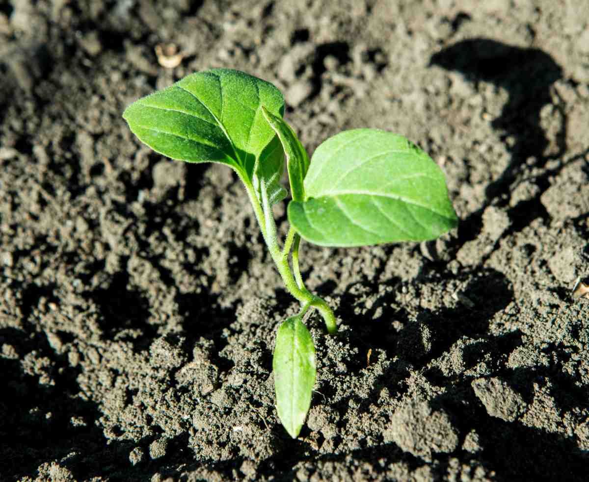 Eggplant Transplanting and Support Systems Transplanting and Support Systems in eggplant