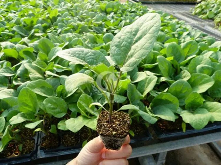 Eggplant Growing: Seeds vs. Transplants Starting Your Eggplant Journey: Seeds Versus Transplants