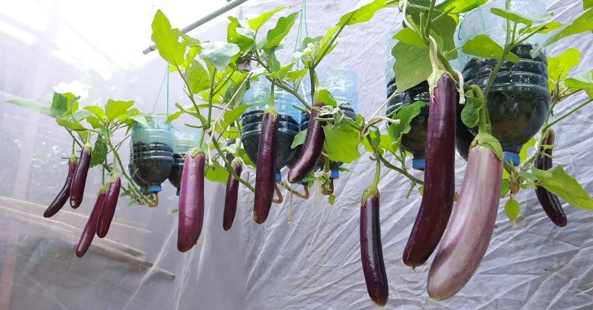 How to Shield Eggplants from Temperature Changes Protecting Eggplants from Temperature Fluctuations