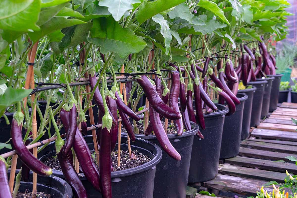 Exploring Eggplant Varieties and Their Effects Discover Eggplant Variety Effects on Timing