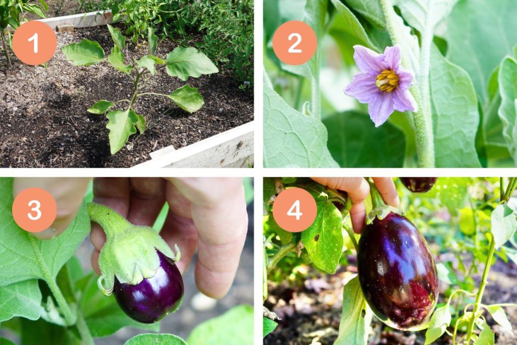 Transplanting Eggplants to Their First Flowers Early Growth Phase (Transplanting to First Flowers) in eggplants