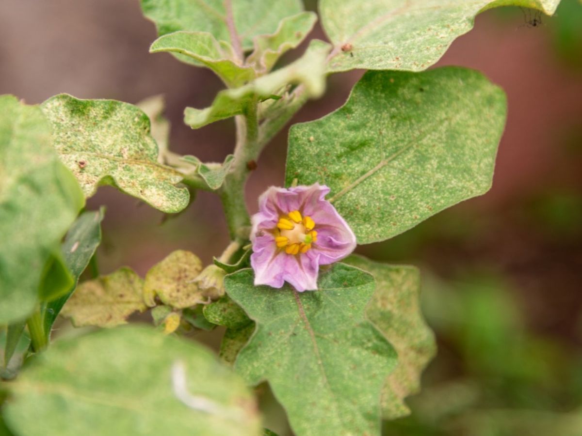 Nitrogen Deficiency in Eggplants Nitrogen deficiency appears as yellowing older leaves in eggplants