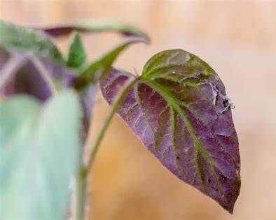 Phosphorus Deficiency in Eggplants Explained Phosphorus deficiency for Eggplants