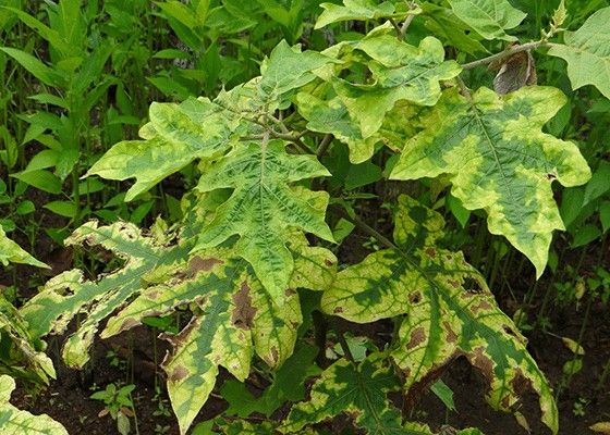 Understanding Potassium Deficiency in Eggplants Potassium deficiency in eggplants