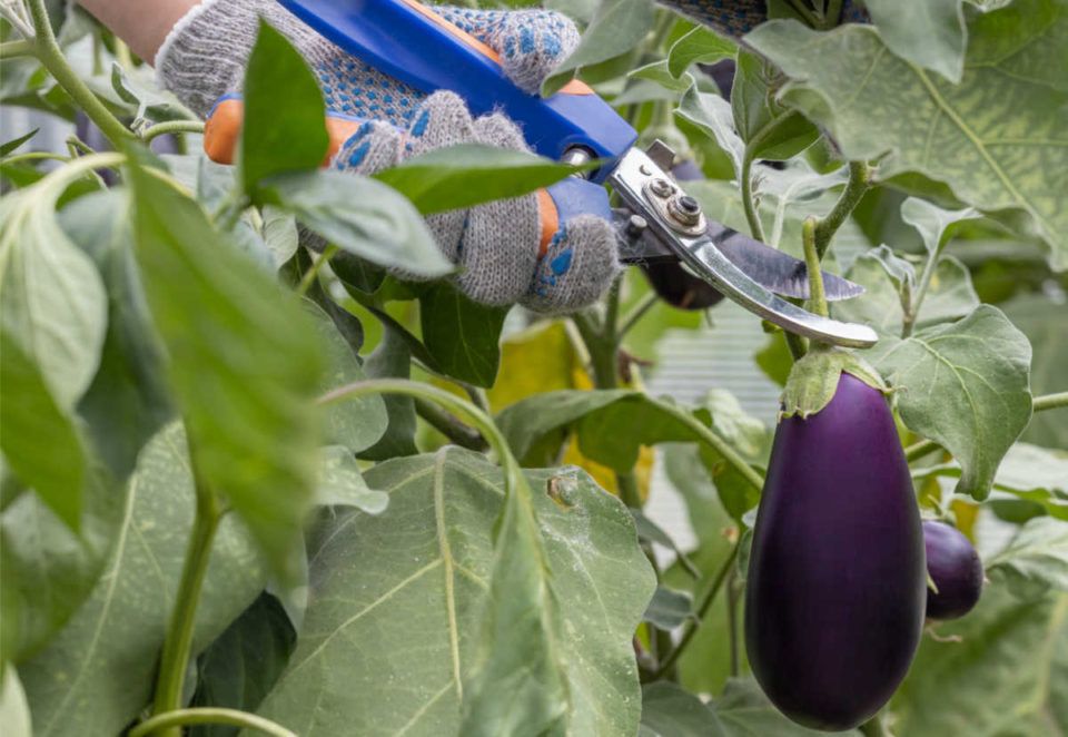 Proper Eggplant Cutting Techniques The Right Way to Cut Eggplant Without Damaging the Plant