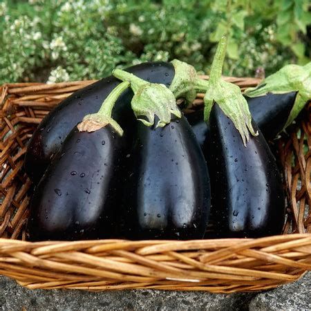Fresh Nigral Eggplants on Display Nigral eggplants