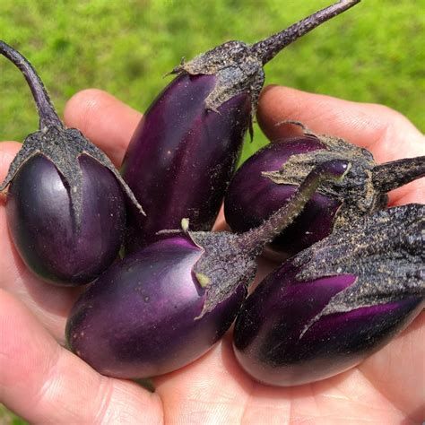 Patio Baby Eggplant Varieties Mini & Patio Variety — Patio Baby Eggplant