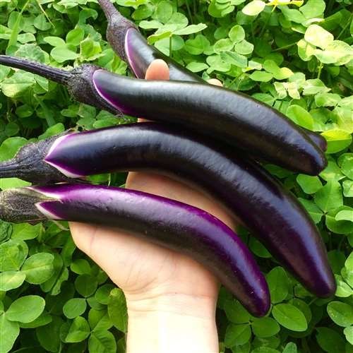 Fresh Ping Tung Eggplants Ping Tung eggplants